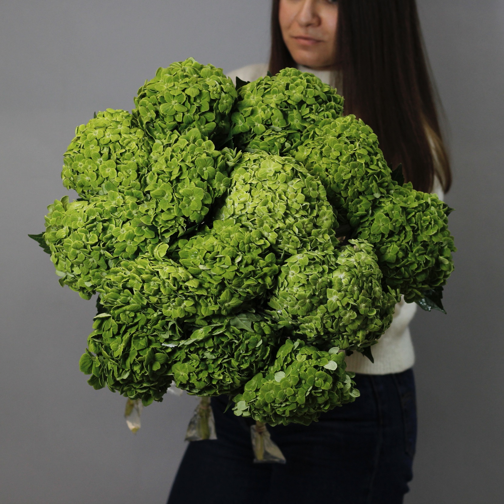 Зеленые гортензии