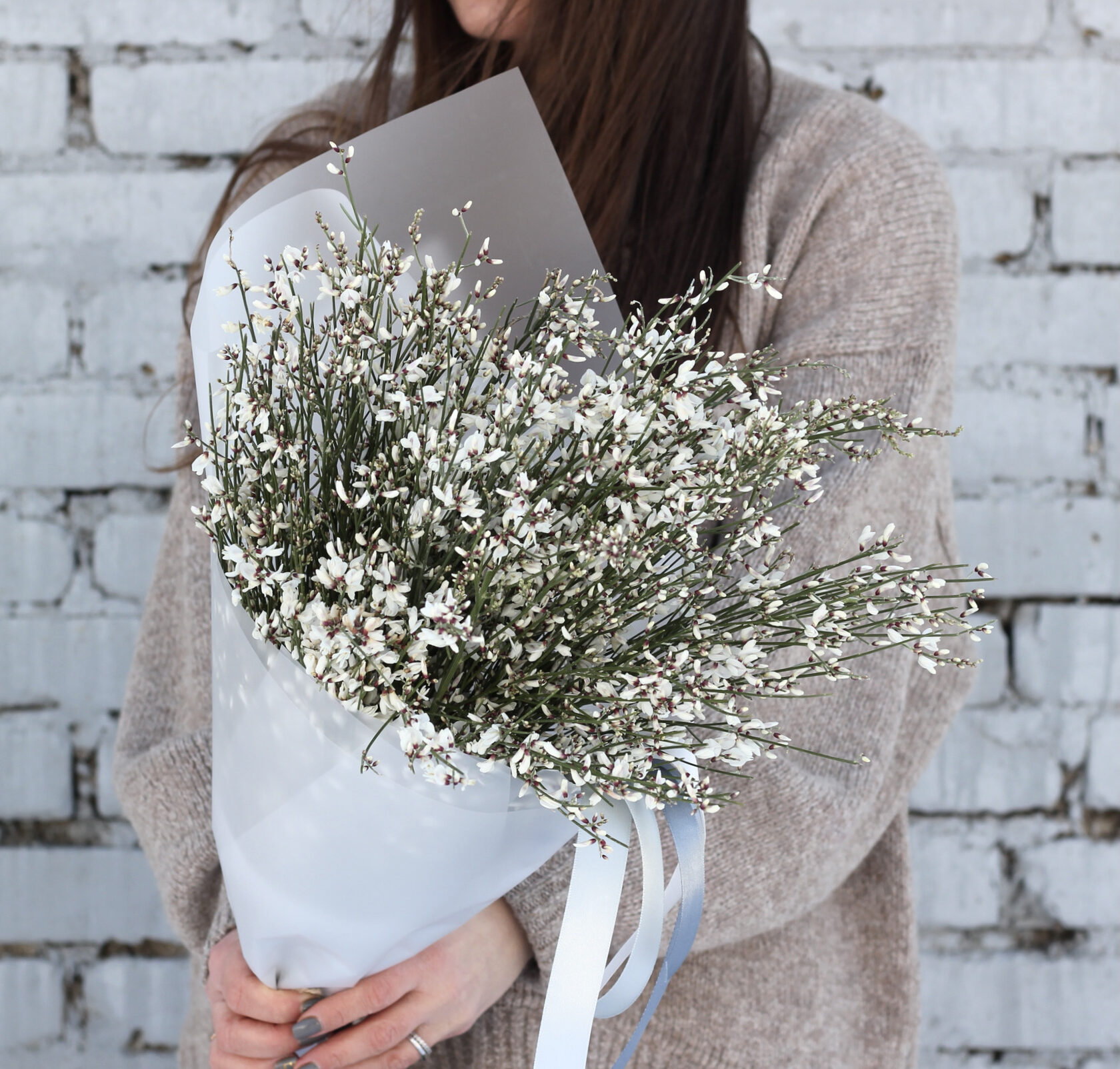 Белая Гениста