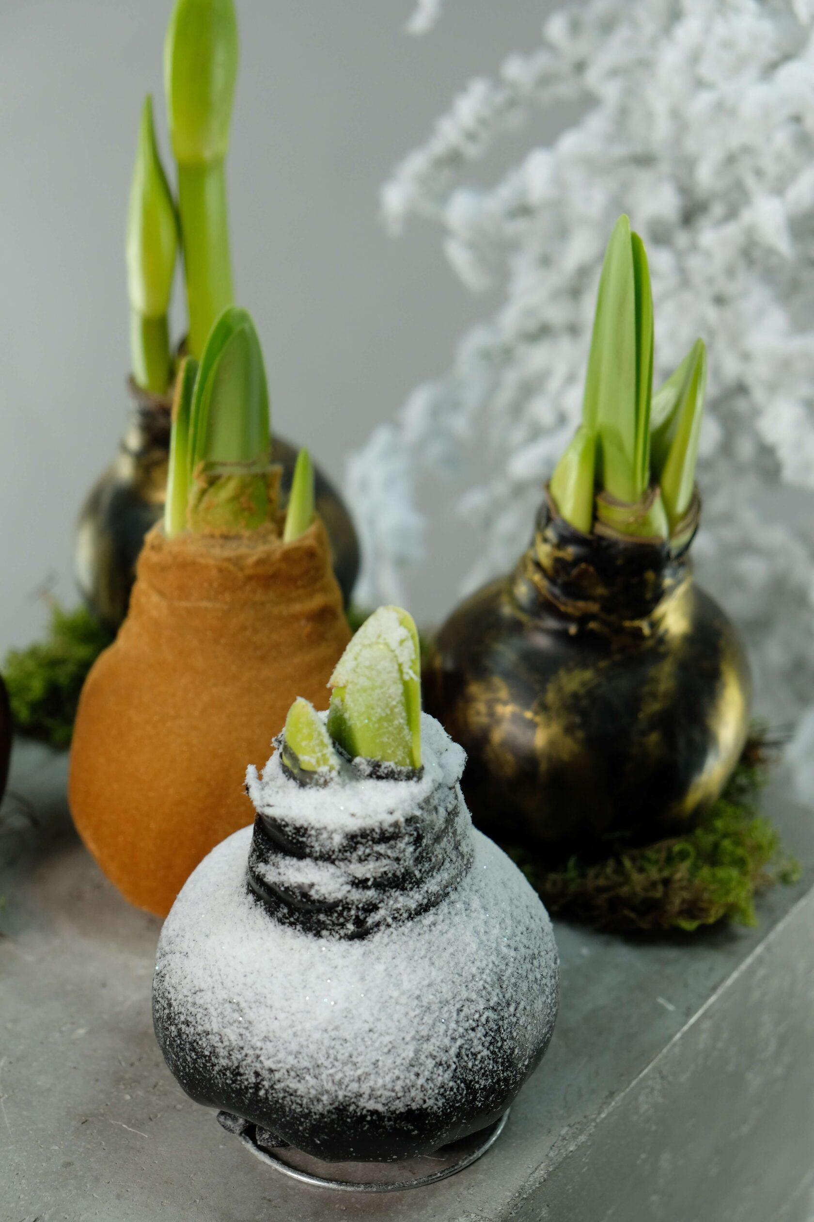 Амариллис в воске